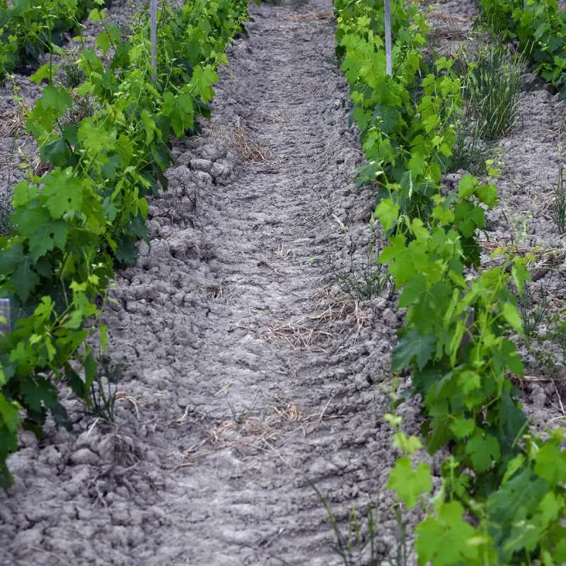 winery-terre-di-montalcino